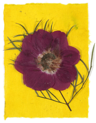 Purple anemone with yellow background