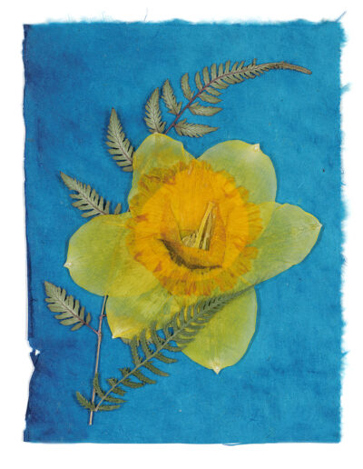 Yellow daffodil with blue background