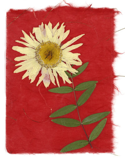 Yellow daisy with red background