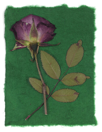 Purple rose with green background